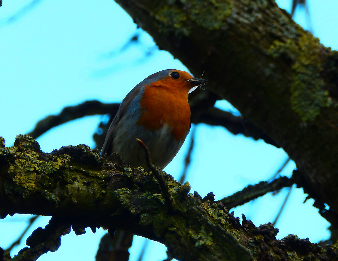 European robin - Erithacus rubecula Seen in Provinciedomein Kessel Lo in April 2015.  Belgium,Erithacus rubecula,European robin,Geotagged,Spring