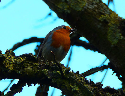 European robin - Erithacus rubecula Seen in Provinciedomein Kessel Lo in April 2015.  Belgium,Erithacus rubecula,European robin,Geotagged,Spring