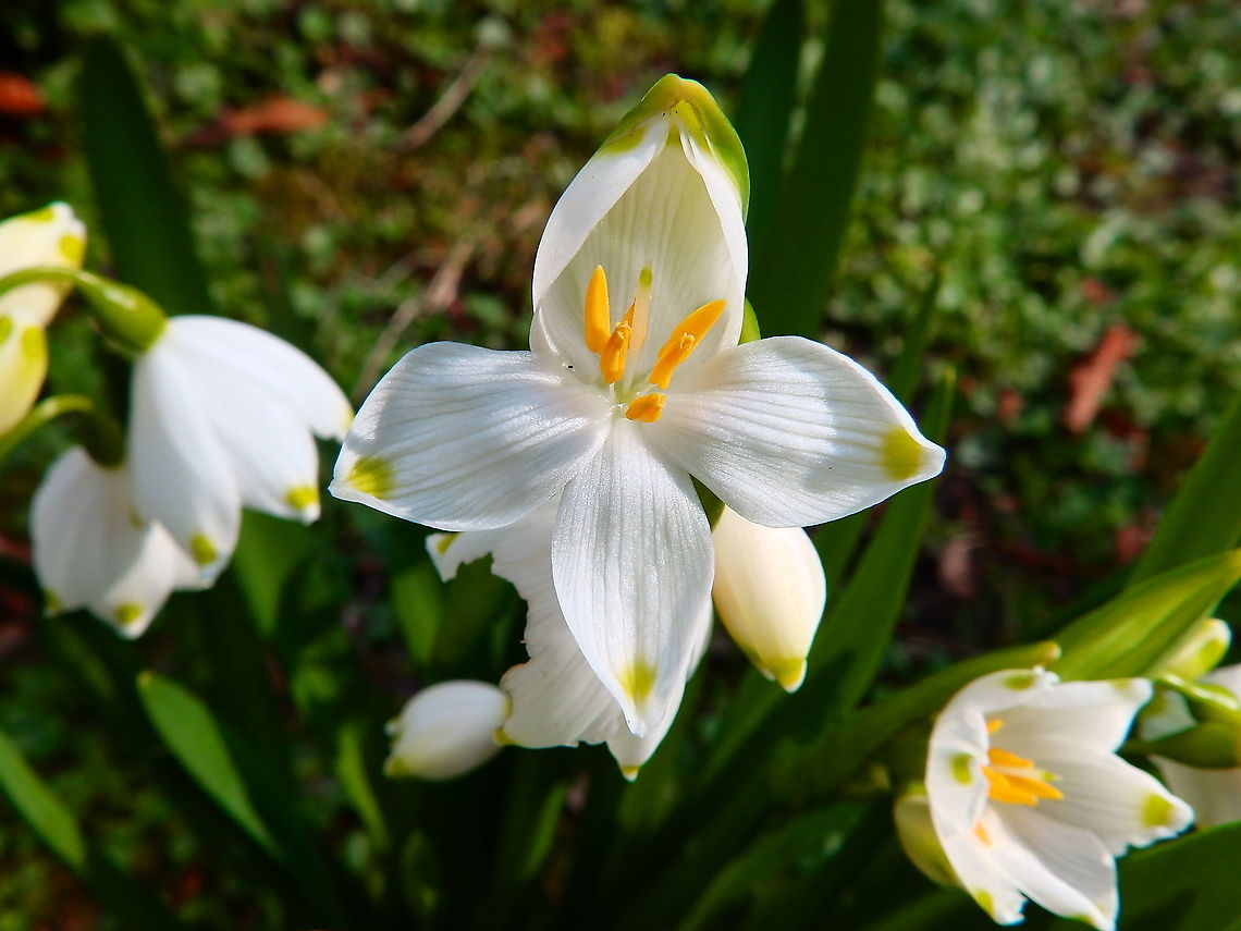 Spring snowflake - Leucojum vernum Seen in Provinciedomein Kessel Lo in April 2015.  Belgium,Geotagged,Leucojum vernum,Spring,Spring snowflake