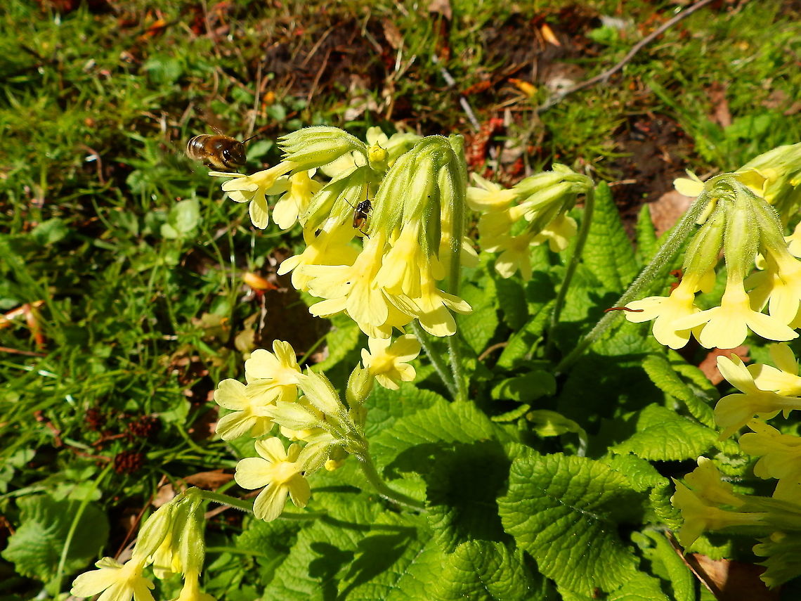 Oxlip - Primula elatior Seen in Provinciedomein Kessel Lo in April 2015.  Belgium,Geotagged,Oxlip,Primula elatior,Spring