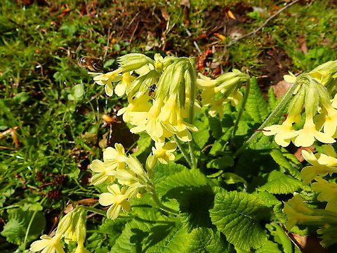 Oxlip - Primula elatior Seen in Provinciedomein Kessel Lo in April 2015.  Belgium,Geotagged,Oxlip,Primula elatior,Spring