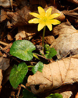 Lesser celandine - Ranunculus ficaria De Rotte Gaten, February 2015.  Belgium,Ficaria verna,Geotagged,Lesser celandine,Winter