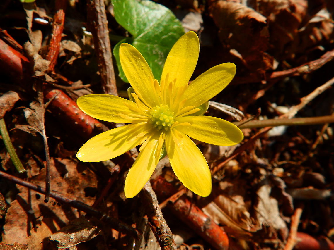 Lesser celandine - Ranunculus ficaria Seen in Provinciedomein Kessel Lo in April 2015.  Belgium,Ficaria verna,Geotagged,Lesser celandine,Spring