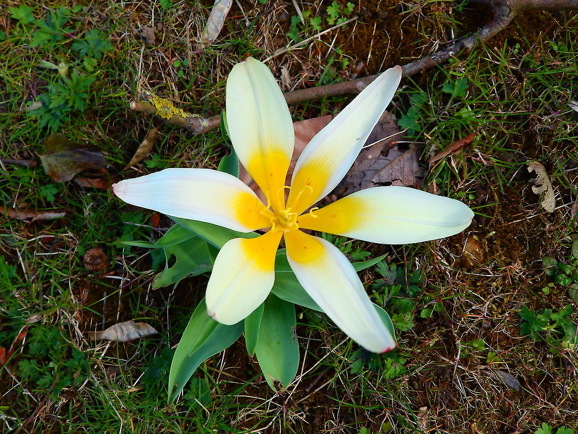 Water lily tulip - Tulipa kaufmanniana Not a native plant. Planted as ornamental.<br />
Seen in Provinciedomein Kessel Lo in April 2015.  Belgium,Geotagged,Spring,Tulipa kaufmanniana