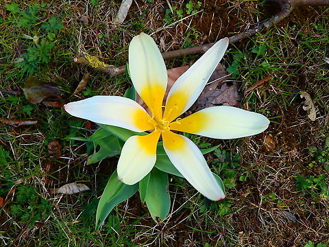 Water lily tulip - Tulipa kaufmanniana Not a native plant. Planted as ornamental.
Seen in Provinciedomein Kessel Lo in April 2015.  Belgium,Geotagged,Spring,Tulipa kaufmanniana
