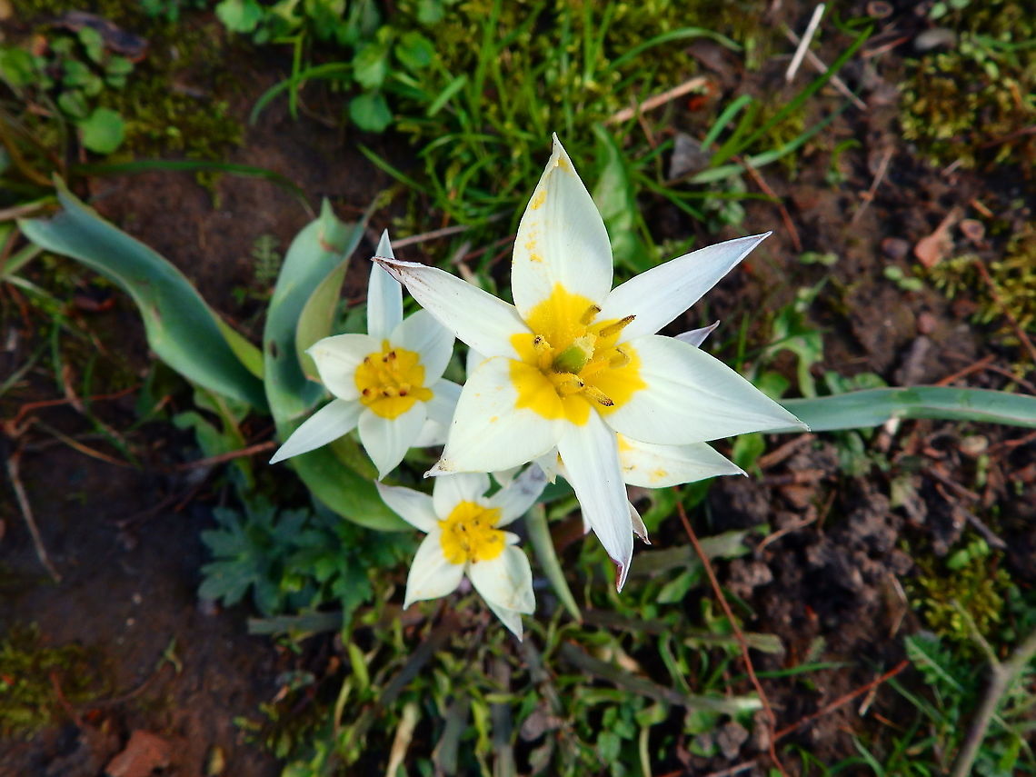Turkestan tulip - Tulipa turkestanica Not a native plant. Planted as ornamental.<br />
Seen in Provinciedomein Kessel Lo in April 2015.  Belgium,Geotagged,Spring,Tulipa turkestanica,Turkestan tulip