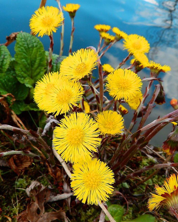 Coltsfoot - Tussilago farfara Seen in Provinciedomein Kessel Lo in April 2015.  Belgium,Coltsfoot,Geotagged,Spring,Tussilago farfara