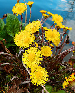 Coltsfoot - Tussilago farfara Seen in Provinciedomein Kessel Lo in April 2015.  Belgium,Coltsfoot,Geotagged,Spring,Tussilago farfara