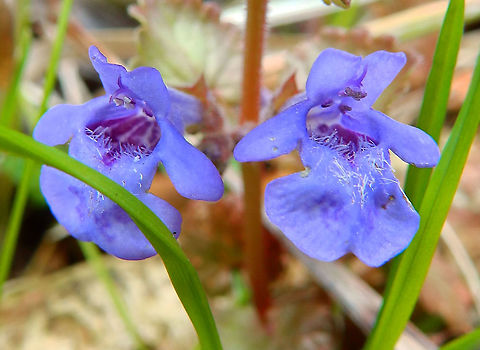Creeping charlie - Glechoma hederacea Seen in Provinciedomein Kessel Lo in April 2015.    Belgium,Creeping charlie,Geotagged,Glechoma hederacea,Spring