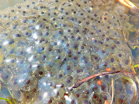 Edible frog - Pelophylax kl. esculentus (eggs) Seen in Provinciedomein Kessel Lo in April 2015.  Belgium,Edible frog,Geotagged,Pelophylax kl. esculentus,Spring