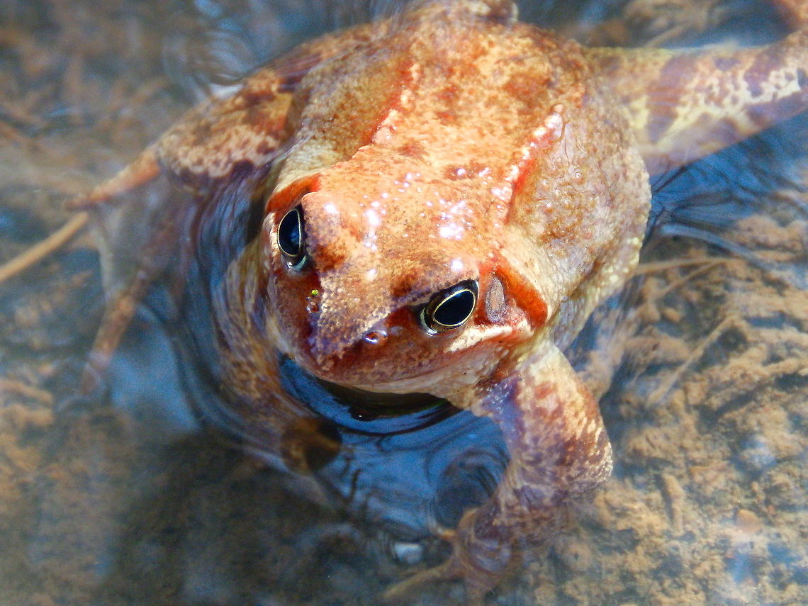 Agile frog - Rana dalmatina De Rotte Gaten, February 2015.  Agile frog,Belgium,Geotagged,Rana dalmatina,Winter