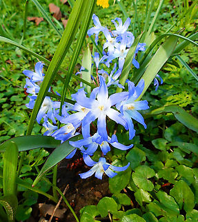 Bossier's Glory-of-the-snow - Scilla luciliae Seen in Provinciedomein Kessel Lo in April 2015.         Belgium,Bossier's Glory-of-the-snow,Geotagged,Scilla luciliae,Spring