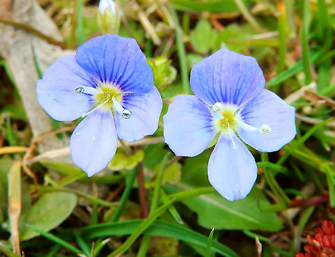 European speedwell  - Veronica beccabunga Seen in Provinciedomein Kessel Lo in April 2015.      Belgium,Geotagged,Spring,Veronica beccabunga,veronica beccabumga