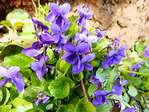 Common dog-violet - Viola riviniana Seen in Provinciedomein Kessel Lo in April 2015. 
http://www.species.be/nl/24280    Belgium,Common dog-violet,Geotagged,Spring,Viola riviniana