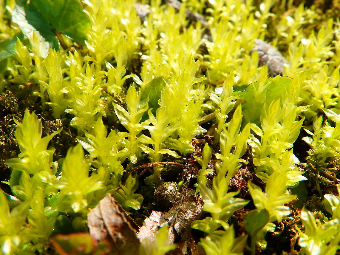 Wrinkled Arch Star Moss - Plagiomnium undulatum Seen in Provinciedomein Kessel Lo in April 2015.  Belgium,Geotagged,Plagiomnium undulatum,Spring,Wrinkled Arch Star Moss