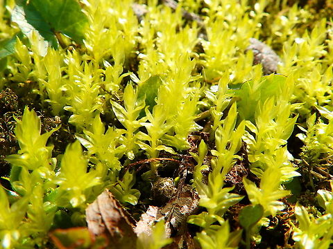 Wrinkled Arch Star Moss - Plagiomnium undulatum Seen in Provinciedomein Kessel Lo in April 2015.  Belgium,Geotagged,Plagiomnium undulatum,Spring,Wrinkled Arch Star Moss