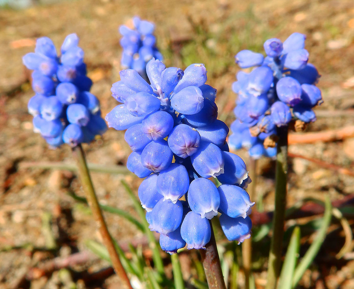 Grape Hyacinth - Muscari botryoides Seen in Provinciedomein Kessel Lo in April 2015.     Belgium,Geotagged,Grape Hyacinth,Muscari botryoides,Spring