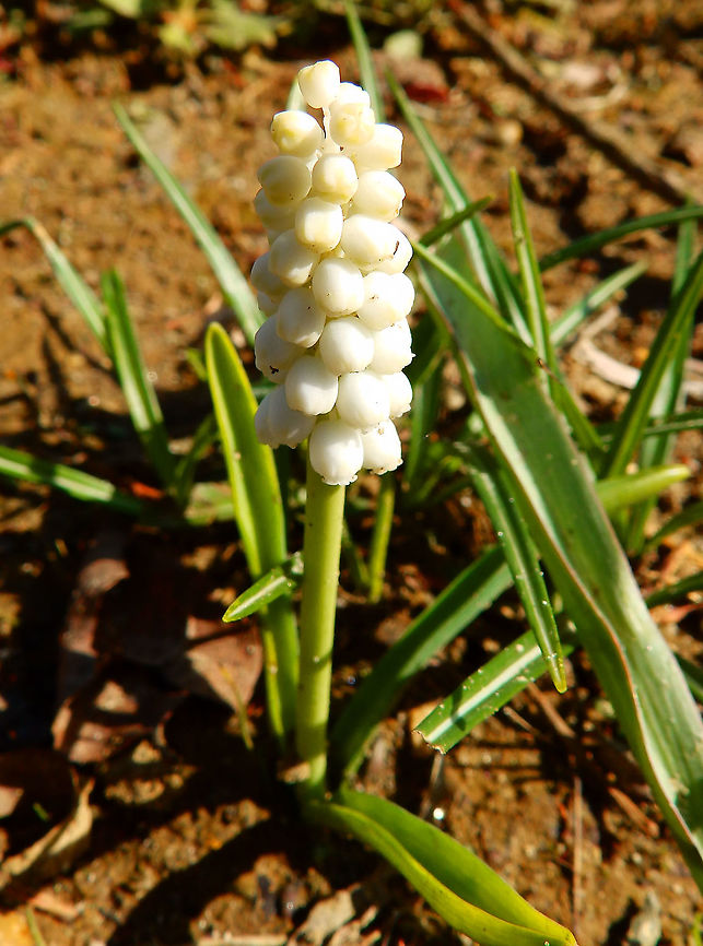 Grape Hyacinth - Muscari botryoides Seen in Provinciedomein Kessel Lo in April 2015.        Belgium,Geotagged,Grape Hyacinth,Muscari botryoides,Spring