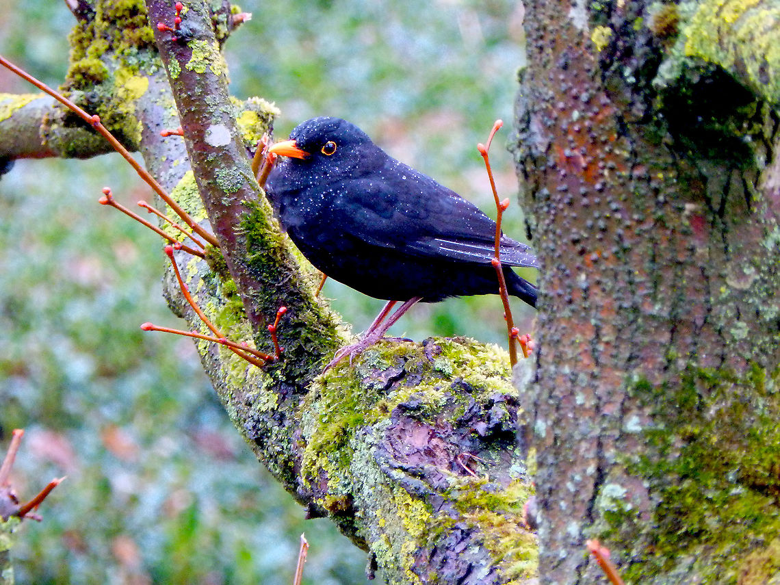 Common Blackbird - Turdus merula Corsendonck, rainy day, March 2015. Belgium,Common Blackbird,Geotagged,Spring,Turdus merula