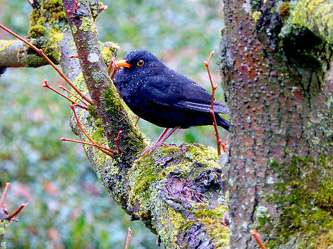 Common Blackbird - Turdus merula Corsendonck, rainy day, March 2015. Belgium,Common Blackbird,Geotagged,Spring,Turdus merula