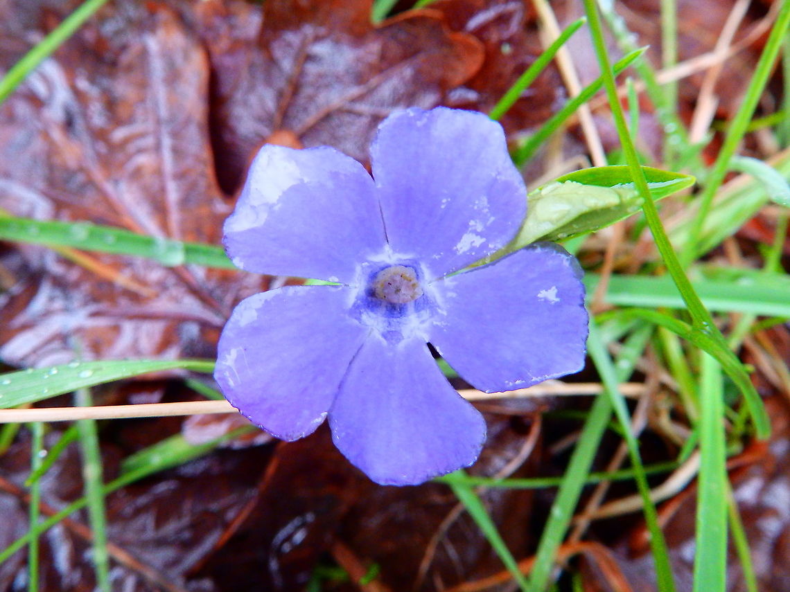 Lesser periwinkle - Vinca minor Corsendonck, rainy day, March 2015.  Belgium,Geotagged,Lesser periwinkle,Spring,Vinca minor