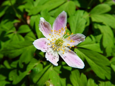 Wood anemone - Anemonoides nemorosa Seen in Hallerbos, April 2015. Anemone nemorosa,Belgium,Geotagged,Spring,Wood anemone