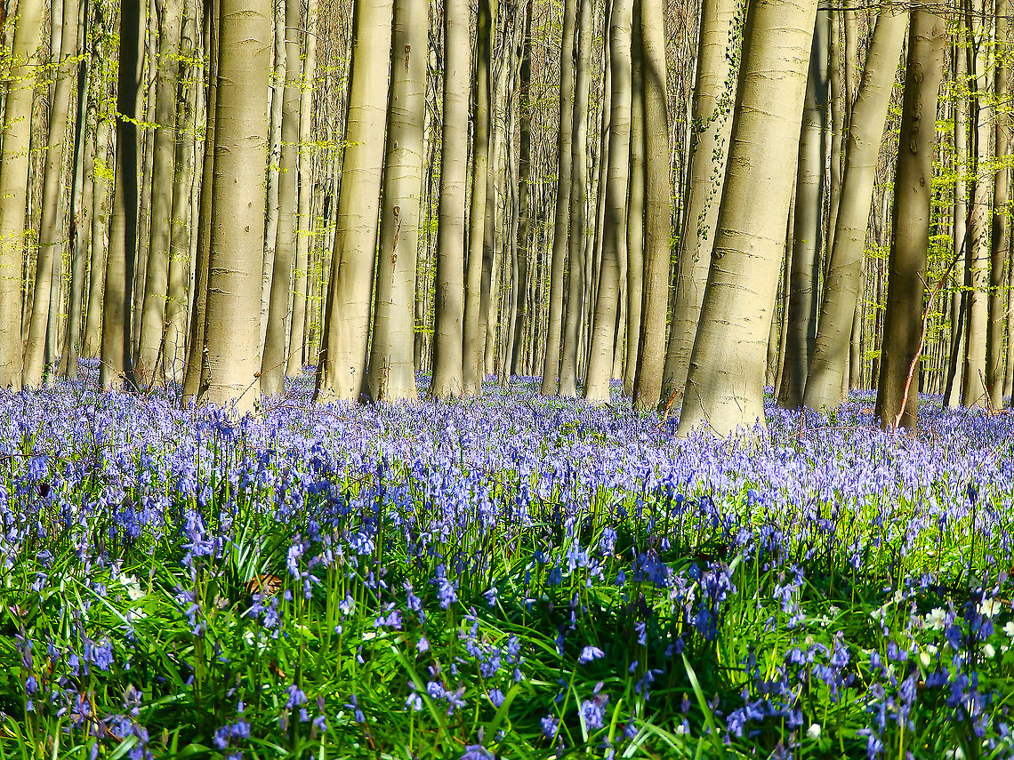 Common Bluebell - Hyacinthoides non-scripta Carpet of hyacinths that can be seen every spring in Hallerbos, Belgium. This picture is from April 2015. Belgium,Common Bluebell,Geotagged,Hyacinthoides non-scripta,Spring