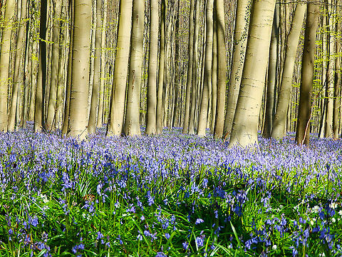 Common Bluebell - Hyacinthoides non-scripta Carpet of hyacinths that can be seen every spring in Hallerbos, Belgium. This picture is from April 2015. Belgium,Common Bluebell,Geotagged,Hyacinthoides non-scripta,Spring