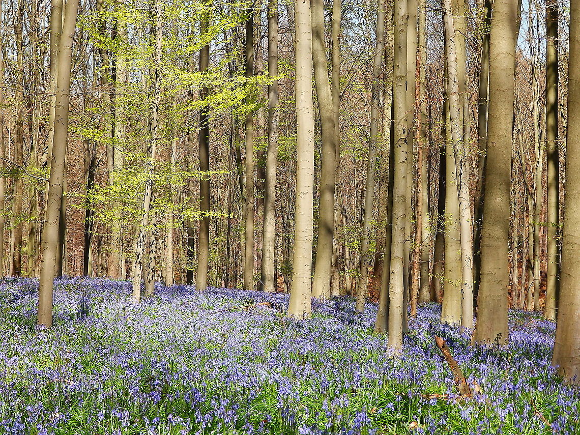 European Beech - Fagus sylvatica So beautiful is the blue carpet  of hyacinths that sometimes is easy to overlook the majestic European beech trees dominating the landscape of Hallerbos. Seen i April, 2015.<br />
<a href="https://www.monumentaltrees.com/nl/bel/vlaamsbrabant/halle/619_hallerbos/49873/" rel="nofollow">https://www.monumentaltrees.com/nl/bel/vlaamsbrabant/halle/619_hallerbos/49873/</a> Belgium,European Beech,Fagus sylvatica,Geotagged,Spring