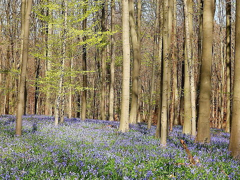 European Beech - Fagus sylvatica So beautiful is the blue carpet  of hyacinths that sometimes is easy to overlook the majestic European beech trees dominating the landscape of Hallerbos. Seen i April, 2015.
https://www.monumentaltrees.com/nl/bel/vlaamsbrabant/halle/619_hallerbos/49873/ Belgium,European Beech,Fagus sylvatica,Geotagged,Spring