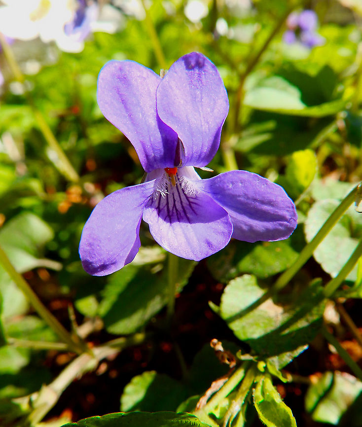 Early Dog-violet - Viola  reichenbachiana Seen in Hallerbos, April 2015. <br />
<a href="http://www.species.be/nl/4360" rel="nofollow">http://www.species.be/nl/4360</a> Belgium,Early Dog-violet,Geotagged,Spring,Viola  reichenbachiana