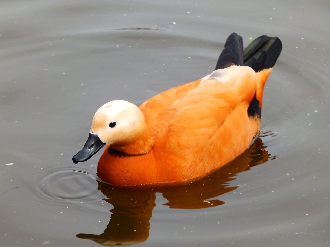 Ruddy Shelduck - Tadorna ferruginea Zoete Waters, April 2015. Belgium,Geotagged,Ruddy Shelduck,Spring,Tadorna ferruginea