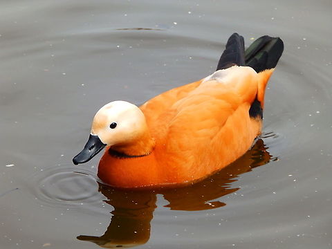 Ruddy Shelduck - Tadorna ferruginea Zoete Waters, April 2015. Belgium,Geotagged,Ruddy Shelduck,Spring,Tadorna ferruginea