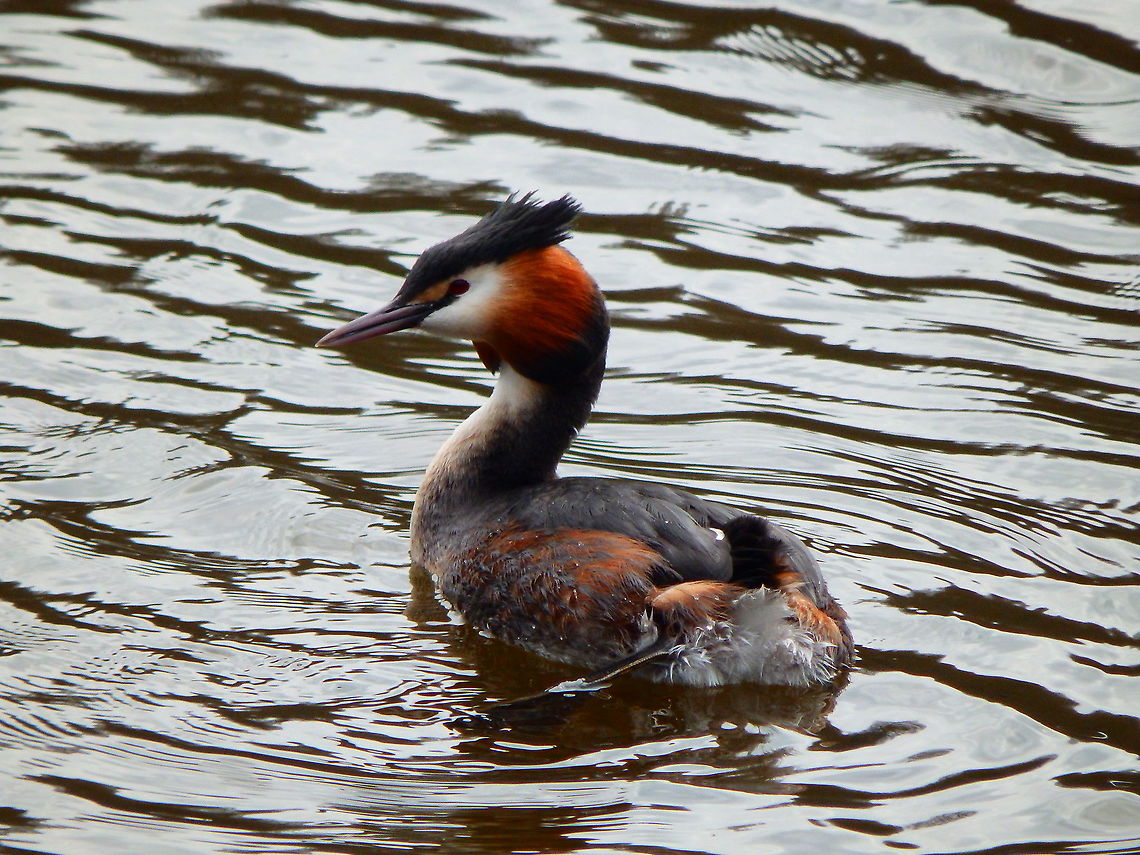 Great Crested Grebe - Podiceps cristatus Zoete Waters, April 2015.  Belgium,Geotagged,Great Crested Grebe,Podiceps cristatus,Spring