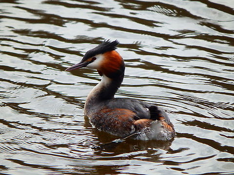 Great Crested Grebe - Podiceps cristatus Zoete Waters, April 2015.  Belgium,Geotagged,Great Crested Grebe,Podiceps cristatus,Spring