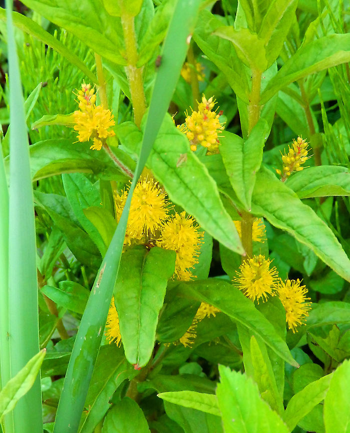 Tufted loosestrife - Lysimachia thyrsiflora Zoete Waters, May 2015. Belgium,Geotagged,Lysimachia thyrsiflora,Spring,Tufted loosestrife