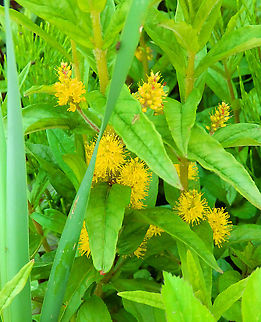 Tufted loosestrife - Lysimachia thyrsiflora Zoete Waters, May 2015. Belgium,Geotagged,Lysimachia thyrsiflora,Spring,Tufted loosestrife