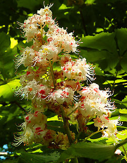 Horse-chestnut - Aesculus hyppocastanum Sint Pietersberg, Maastricht (May, 2015). Aesculus hippocastanum,Geotagged,Horse-chestnut,Netherlands,Spring