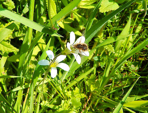 Large Bee-fly - Bombylius major Sint Pietersberg, Maastricht (May, 2015).  Bombylius major,Geotagged,Large Bee-fly,Netherlands,Spring