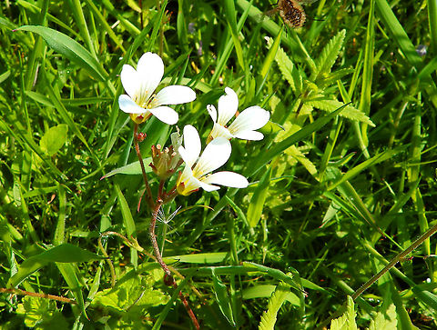 Meadow saxifrage - Saxifraga granulata Sint Pietersberg, Maastricht (May, 2015).  Geotagged,Meadow saxifrage,Netherlands,Saxifraga granulata,Spring
