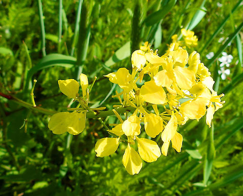 Rapeseed - Brassica napus Sint Pietersberg, Maastricht (May, 2015).        Brassica napus,Geotagged,Netherlands,Rapeseed,Spring