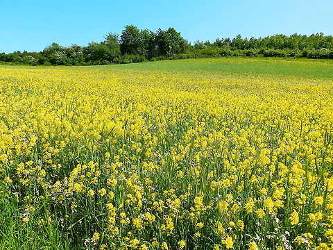 Rapeseed - Brassica napus Sint Pietersberg, Maastricht (May, 2015).  Brassica napus,Geotagged,Netherlands,Rapeseed,Spring
