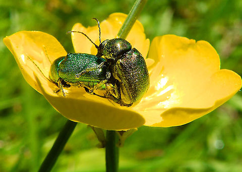 Mint Leaf Beetle - Chrysolina herbacea Sint Pietersberg, Maastricht (May, 2015).  Chrysolina herbacea,Geotagged,Mint Leaf Beetle,Netherlands,Spring