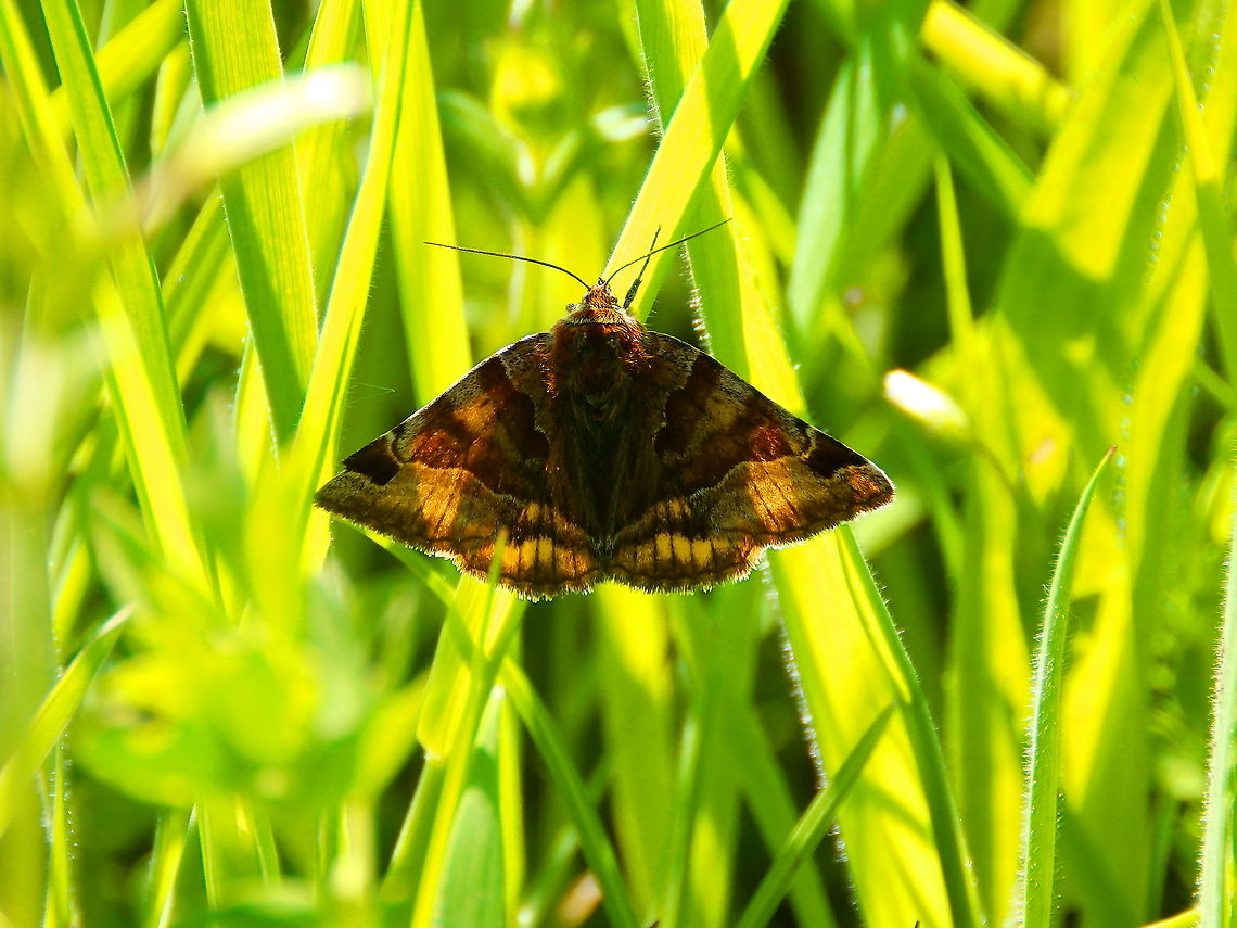 Burnet Companion Moth - Euclidia glyphica Sint Pietersberg, Maastricht (May, 2015).  Burnet Companion Moth,Euclidia glyphica,Geotagged,Netherlands,Spring