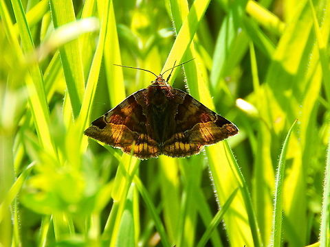 Burnet Companion Moth - Euclidia glyphica Sint Pietersberg, Maastricht (May, 2015).  Burnet Companion Moth,Euclidia glyphica,Geotagged,Netherlands,Spring