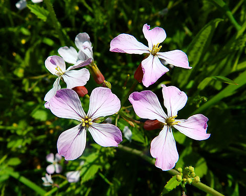 Jointed charlock - Raphanus raphanistrum Sint Pietersberg, Maastricht (May, 2015).  Geotagged,Jointed charlock,Netherlands,Raphanus raphanistrum,Spring