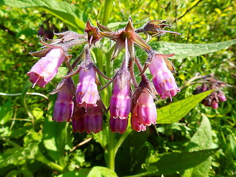 Common comfrey - Symphytum officinale Sint Pietersberg, Maastricht (May, 2015).  Common comfrey,Geotagged,Netherlands,Spring,Symphytum officinale
