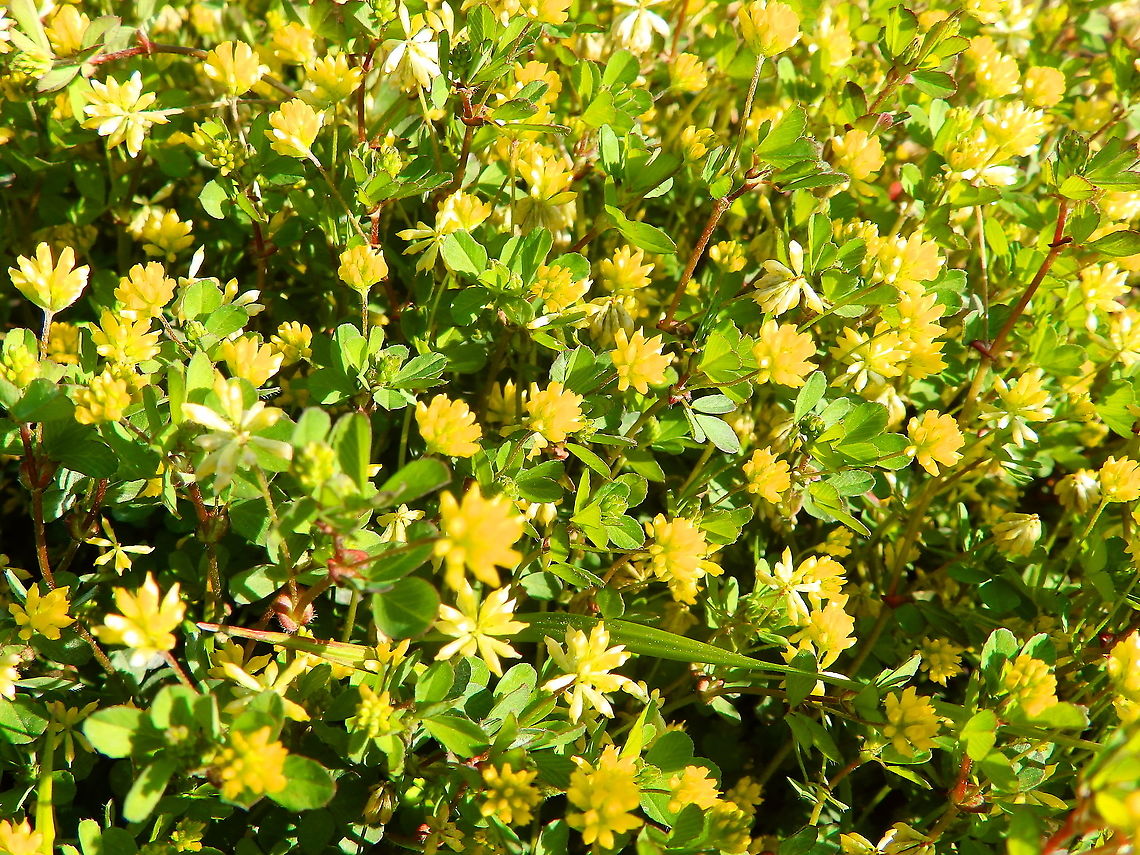 Little hop clover - Trifolium dubium Sint Pietersberg, Maastricht (May, 2015).  Geotagged,Little hop clover,Netherlands,Spring,Trifolium dubium