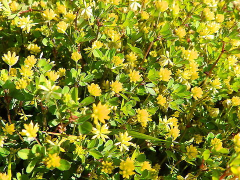 Little hop clover - Trifolium dubium Sint Pietersberg, Maastricht (May, 2015).  Geotagged,Little hop clover,Netherlands,Spring,Trifolium dubium