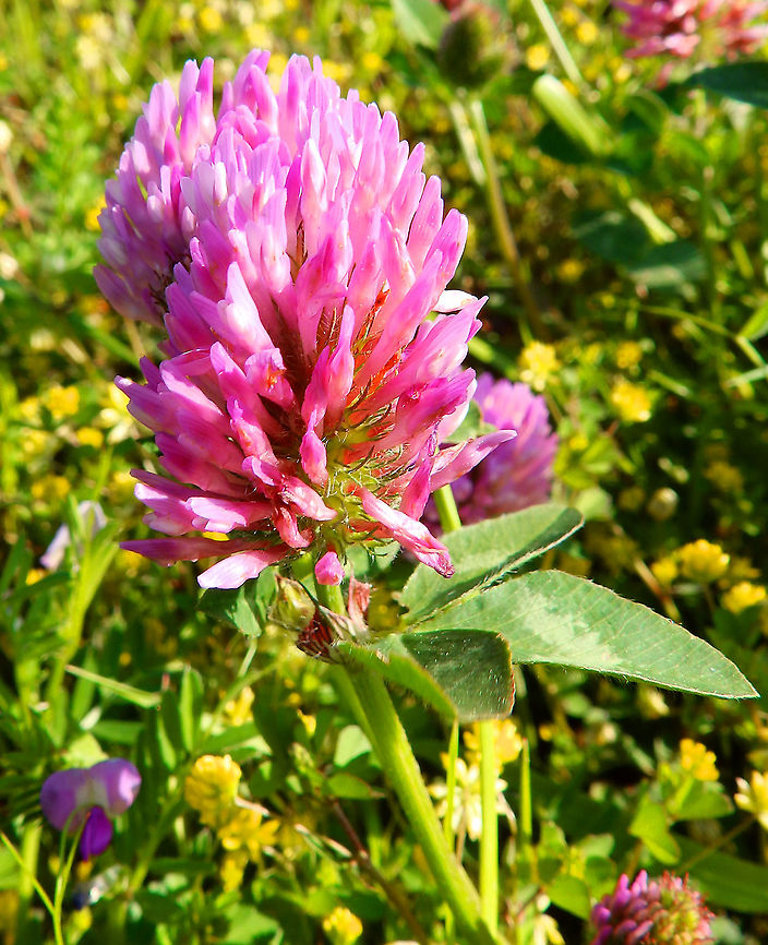 Zigzag Clover - Trifolium medium Sint Pietersberg, Maastricht (May, 2015).        Geotagged,Netherlands,Spring,Trifolium medium,Zigzag Clover